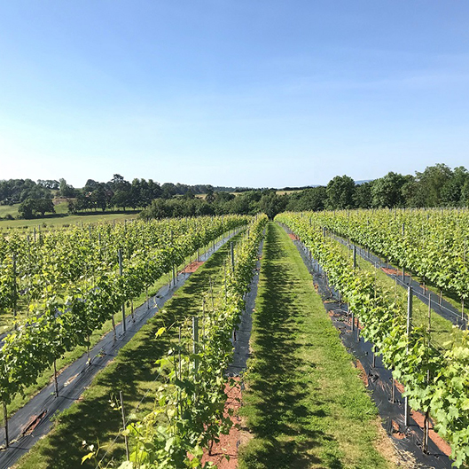 Foxbury-Fields-Vineyard.