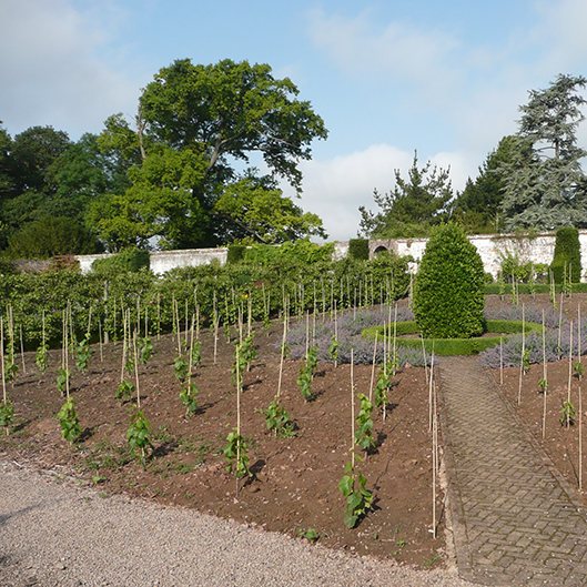 planting-bromesberrow-vines