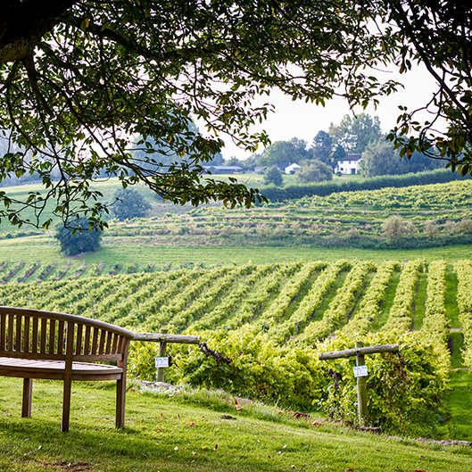 Three Choirs Vineyard (18th September 2017)
