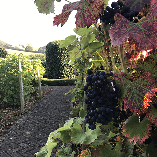 bunch-grapes-bromesberrow