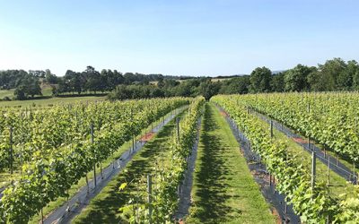 Foxbury Fields Vineyards Taste of Herefordshire Tours